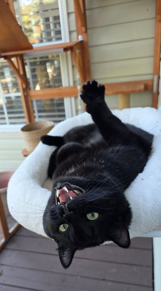 A black cat on a window-mounted fluffy cat bed hangs his head upside down, screaming. He is in an enclosed patio for cats. 