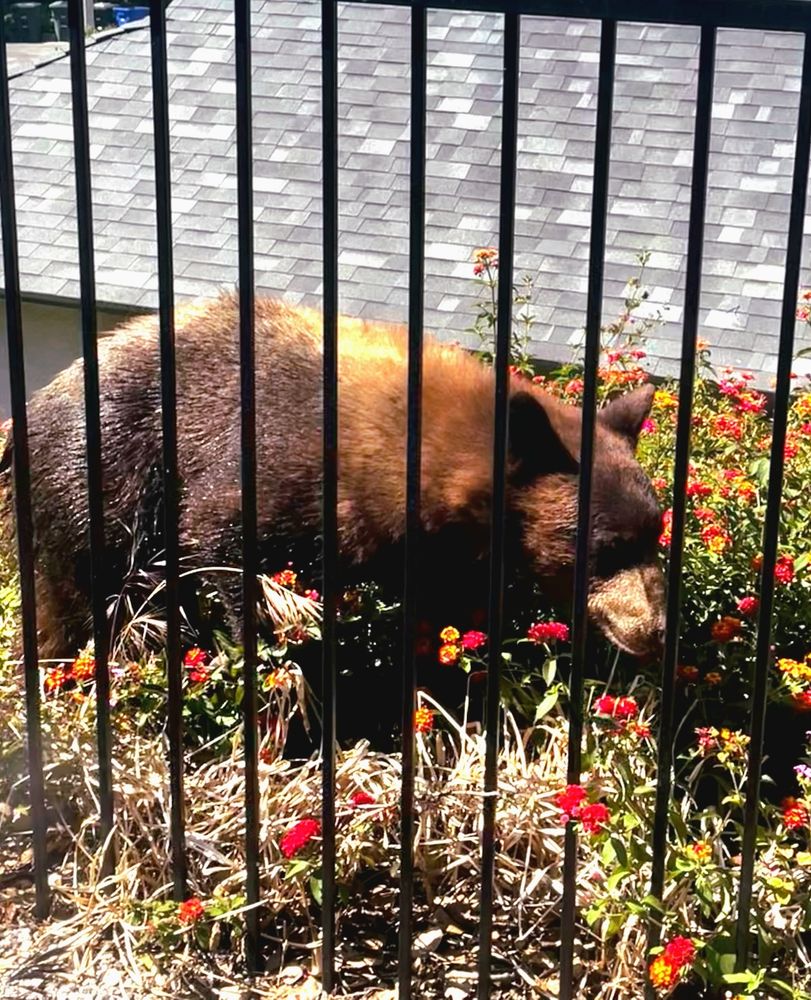 A smallish California black bear (who is brown colored, almost golden on his shoulder, even; quite a cutie) walking by a black fence through a patch of small red and orange flowers