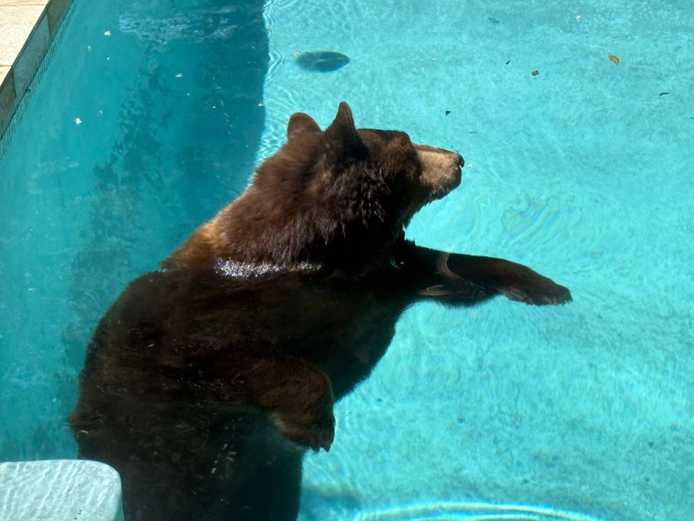 The same bear, snoozing while floating in the pool