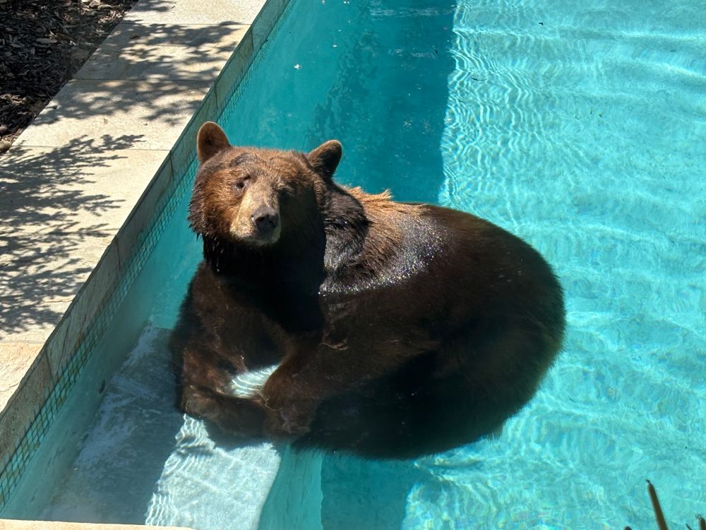 A brown colored black bear chilling in the pool on a hot day. He has the bare necessities. He might like some fancy ants though.