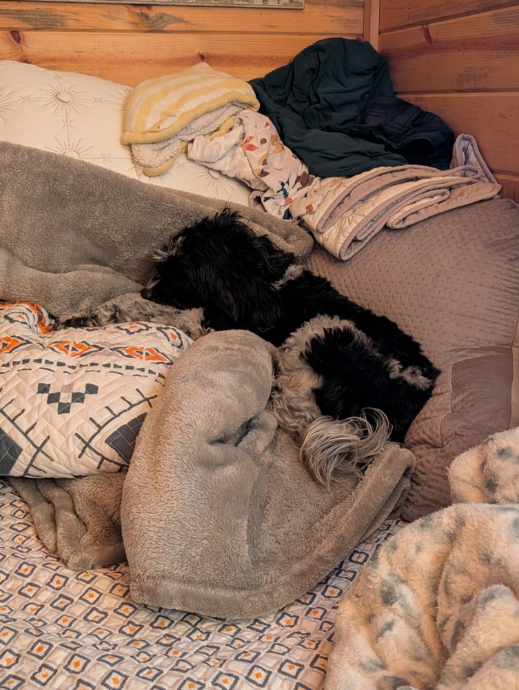 22lb black and white poodle mix napping on a large pile of blankets, pillows and a back rest 