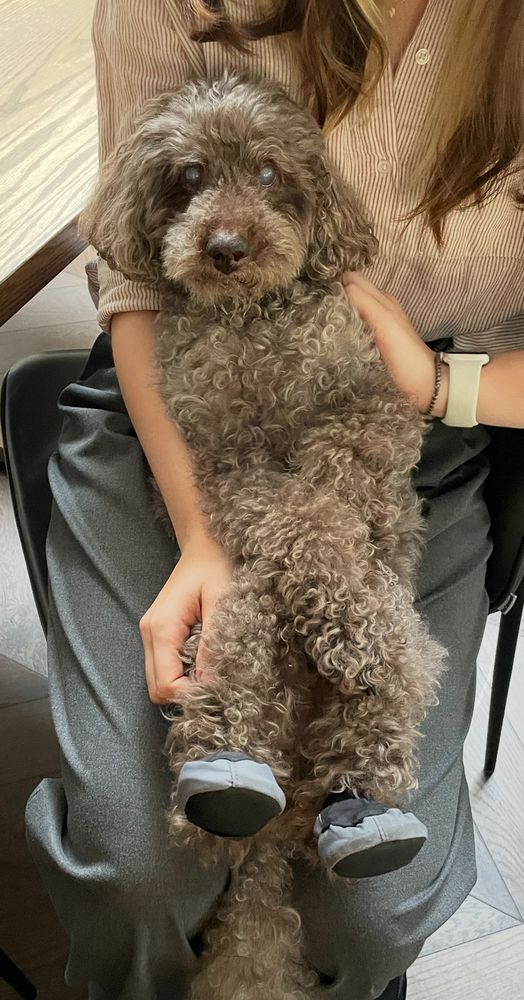 Straggly fluffy brown-y grey cavoodle is cradled by his human sister… he wears little grippy shoes to help him stay upright when walking on slippery floors
His eyes are dim, but he’s calm… and very very much cared for 