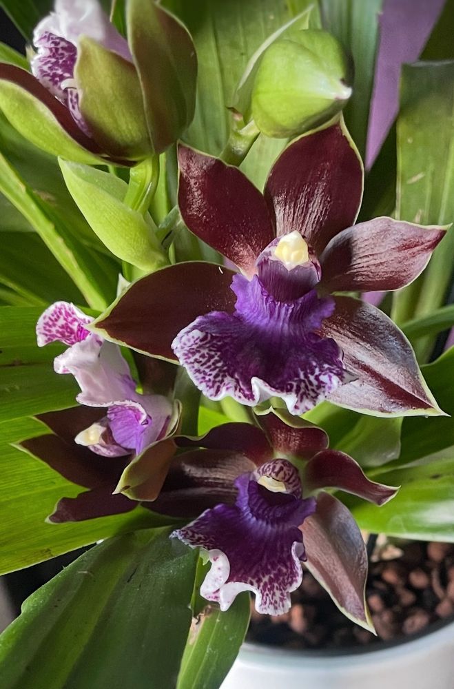 Close up of orchid flowers
This Genus, Xygopetalum, is known for its often spotted green and brown petals,  and a purple - flecked labellum 
This particular variety has dark chocolate brown petals with very fine green margins 

