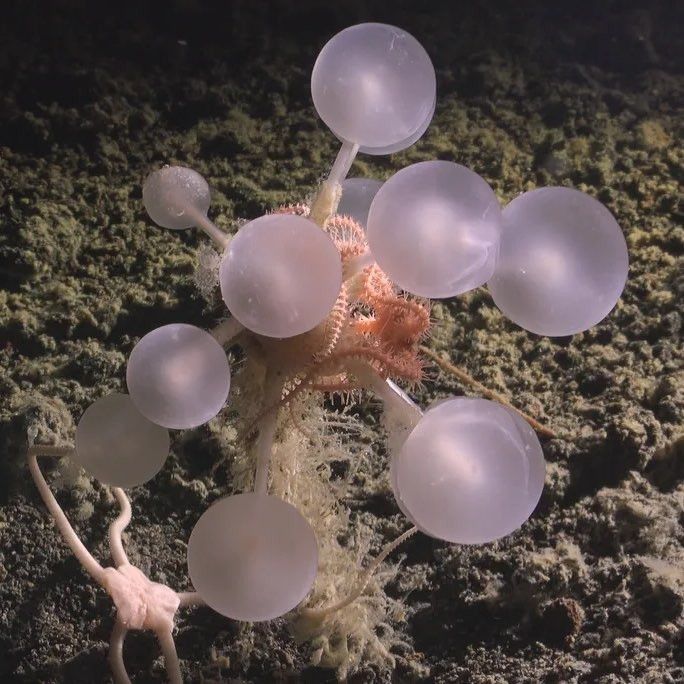 This is the carnivorous death ball. Yet again showing that reality mimics Pokemon 

Photo of a death-ball sponge. It looks like a bunch of pale gray balloons on sticks emerging from a common center. The center looks like a fucked up pink centipede ball