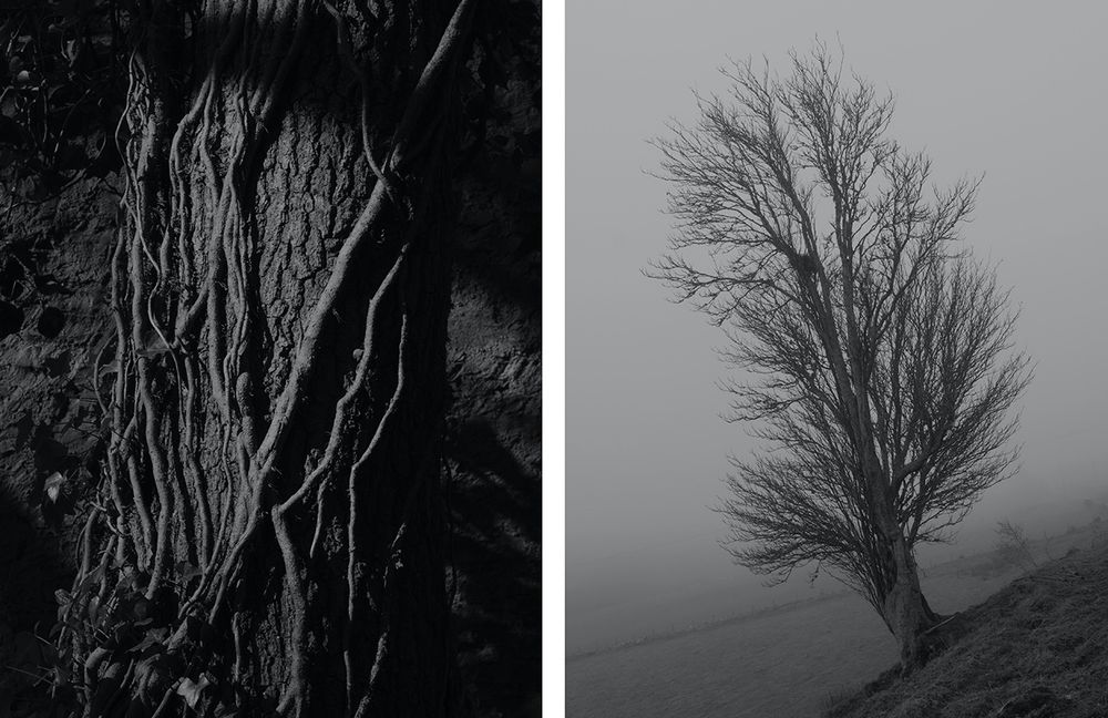 Two black & white photographs:
Left - dark image of ivy vines snaking up a large tree trunk.
Right - Winter tree growing on a steep slope in misty conditions