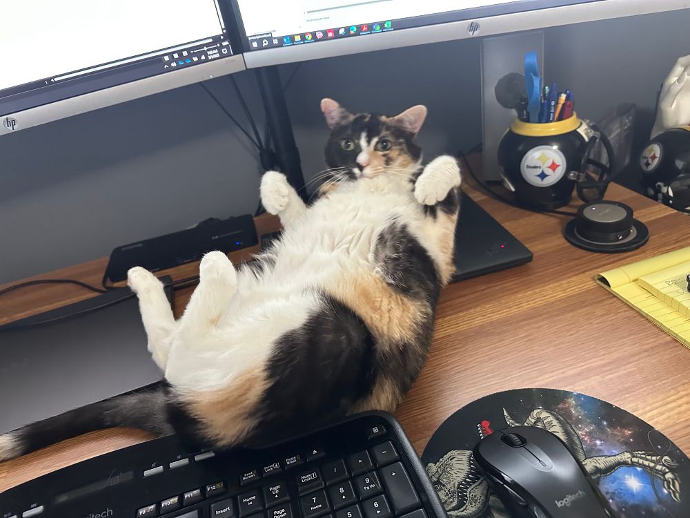A beautiful calico cat is belly up on my laptop, staring adorably. 