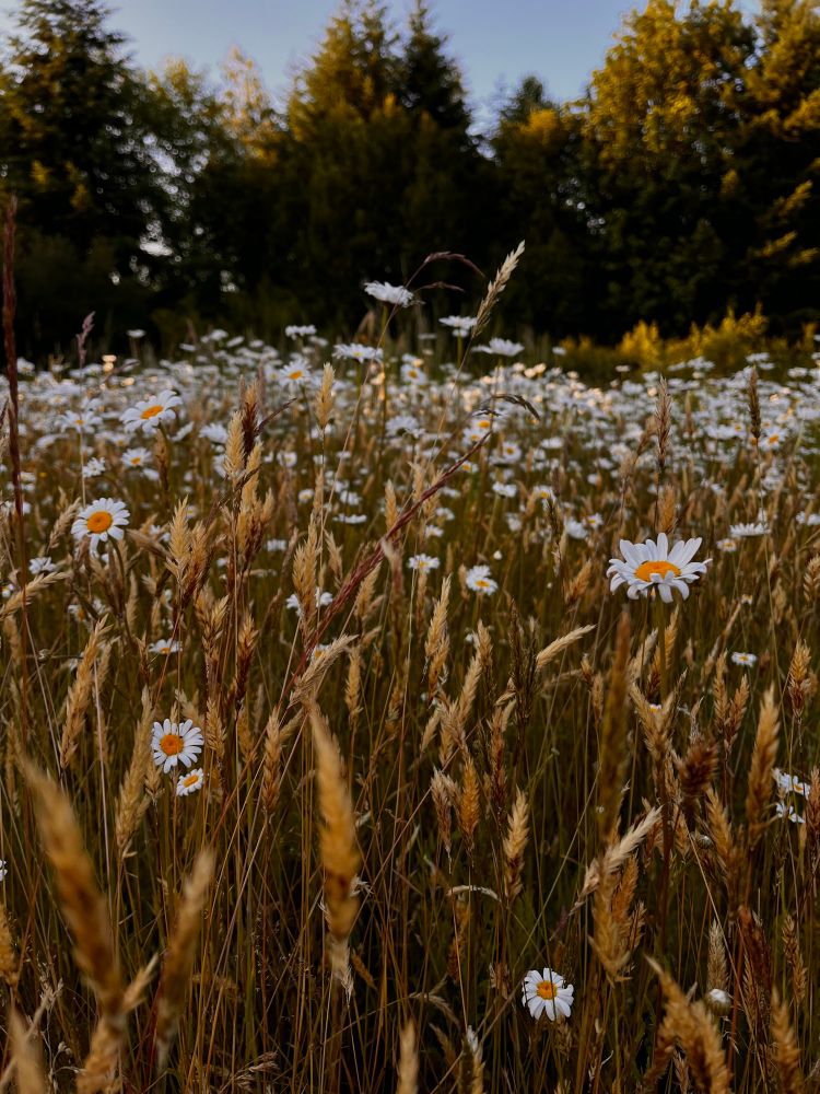 An up close photo of daisies and grass that’s starting to go to seed. Under the sunset glow the field is golden.