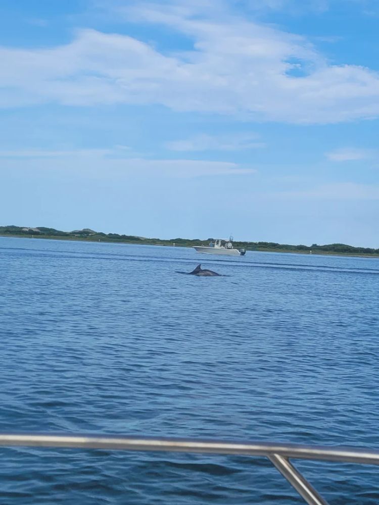 Amateur Dolphin Spotting