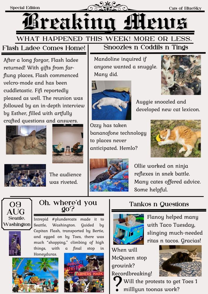 A newspaper page recounting the cats of Bluesky goings on in the past week or so.  Including Flash, Bertie, Toes, Auggie, Ozzy, Ollie, Kea, Mandoline, Esther, Flanoy, McQueen and so many more (and not in that particular order).