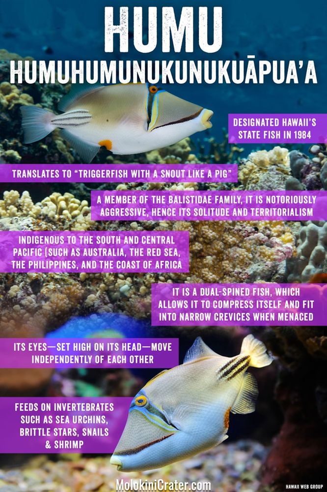 A picture of a triggerfish, named humuhumunukunukuapua’a in Hawaiian. It’s a reef fish, fairly colorful, with an angular mouth. 