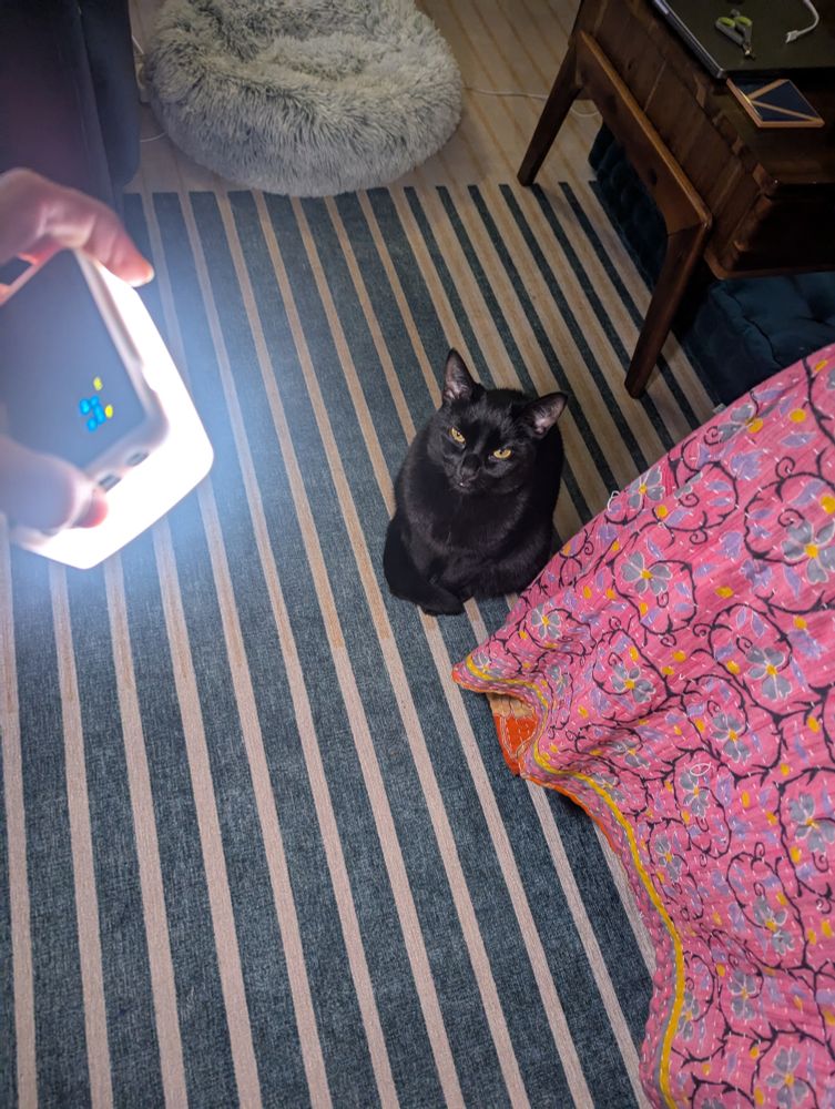 A hand holding a diffused light box in the air above a cat with black fur who is clearly and rightfully annoyed about said bright light being shined upon his glossy self. Also a striped rug and a coffee table. 