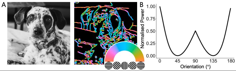 A scientific image showing an original image (grayscale dog), the same image after processing with oriented edge filters, and then the spectral power as a function of orientation.