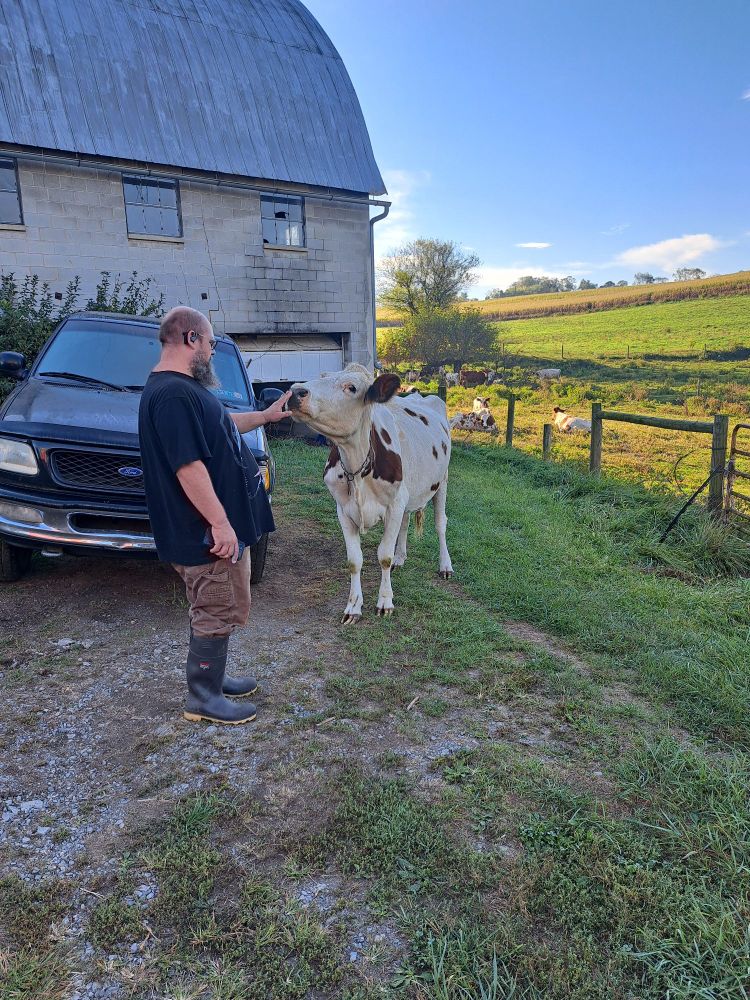 I honestly have no idea how she got out this time. She was just waiting by the gate for us to let her in. 

Kumquat is a mostly-white nine-year-old Ayrshire. She's standing next to a gate separating her from the rest of my herd. She's sniffing my husband's hand.