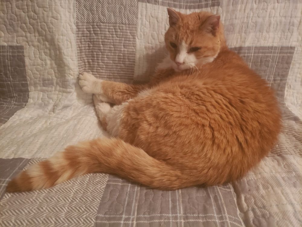 Sidney (showed little appreciation for me turning on some lights to take this pic).