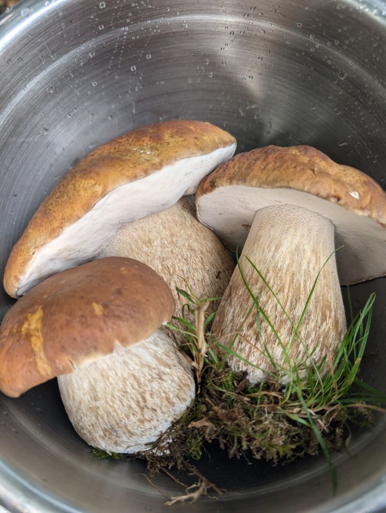 Three large, brownish orange mushrooms with large stems and solid, white, spongy caps are in a metal bowl with some dirt and grass from where they were harvested.