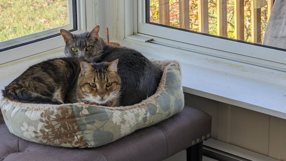 Two cats snuggled in a cat bed in front of two sunny windows. The cat in front is a brown tabby and the one behind is a grey tabby.