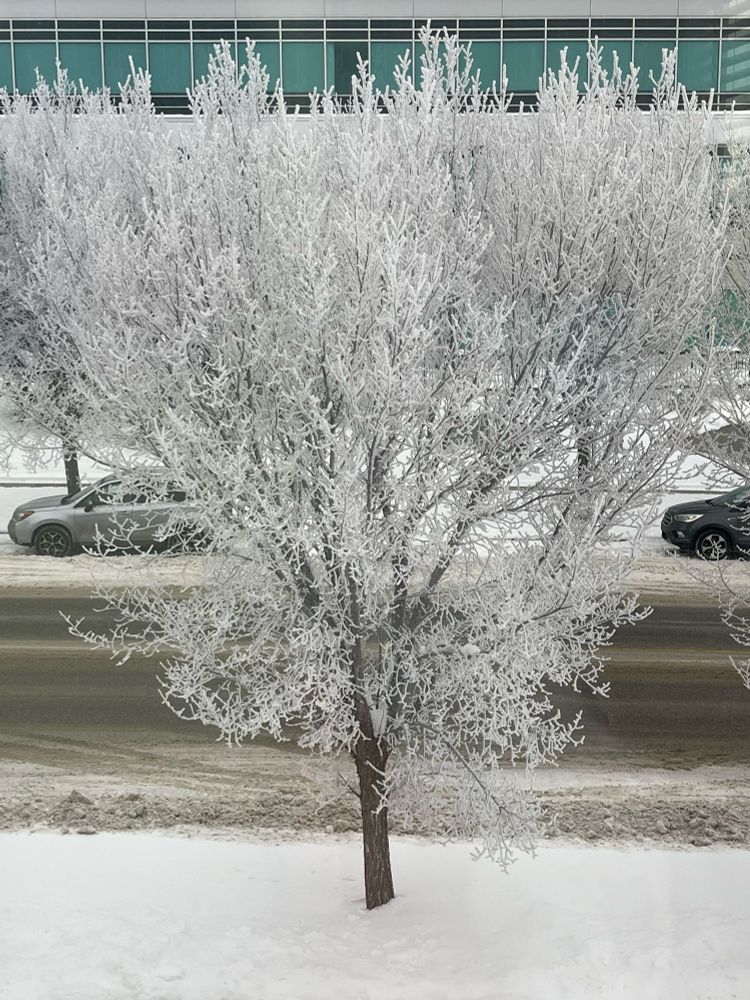 Frost covered tree