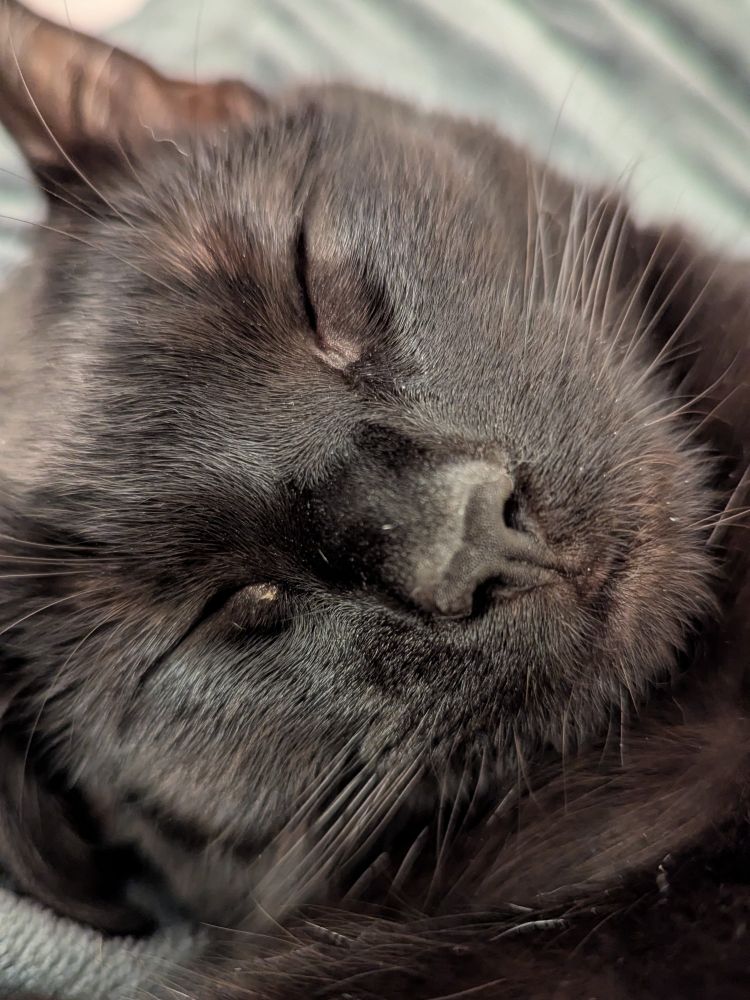 A photo of a black cat sleeping 