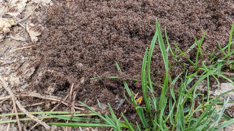 <img alt="Lots of ants 1" class="attachment-thumbnail size-thumbnail wp-post-image" height="300" src="https://www.liminalweb.site/wp-content/uploads/2024/05/Lots-of-ants-1-300x300.jpg" title="Ants... Lots of ants... 60" width="300" /><p>Alright, warning and all that: if you have a phobia of ants or crawling things, maybe you shouldn&#8217;t stay here&#8230;</p>
<p>.</p>
<p>.</p>
<p>.</p>
<p>.</p>
<p>Is everybody still here fine with what is about to show up on your screen?</p>
<p>Alright.</p>
<p>This was last year in France, while on a walk in a nature park in my hometown.</p>
<p><a href="https://www.liminalweb.site/wp-content/uploads/2024/05/Lots-of-ants-1.jpg"><img alt="Lots of ants 1" class="aligncenter size-large wp-image-14449" height="450" src="https://www.liminalweb.site/wp-content/uploads/2024/05/Lots-of-ants-1-800x450.jpg" title="Ants... Lots of ants... 56" width="800" /></a></p>
<p>I had never seen so many ants gathered like this before and to this day I&#8217;m not sure what was happening.</p>
<p><a href="https://www.liminalweb.site/wp-content/uploads/2024/05/Lots-of-ants-2.jpg"><img alt="Lots of ants 2" class="aligncenter size-large wp-image-14450" height="450" src="https://www.liminalweb.site/wp-content/uploads/2024/05/Lots-of-ants-2-800x450.jpg" title="Ants... Lots of ants... 57" width="800" /></a></p>
<p>As it was in March and one of the first somewhat warm days of the year, did the whole colony wake up from hibernating at once and want some fresh air?</p>
<p>That&#8217;s the only explanation I could come up with.</p>
<p>Well, I could have googled it before typing this.</p>
<p>Let&#8217;s see:</p>
<p><a href="https://www.liminalweb.site/wp-content/uploads/2024/05/Lots-of-ants-3.jpg"><img alt="Lots of ants 3" class="aligncenter size-large wp-image-14451" height="450" src="https://www.liminalweb.site/wp-content/uploads/2024/05/Lots-of-ants-3-800x450.jpg" title="Ants... Lots of ants... 58" width="800" /></a></p>
<p>The only thing I found that could work would be colony expansion. It&#8217;s not the whole colony, but just a part of it, and it&#8217;s moving to another location nearby. Except that they were stationary. Or did they find the new location and were waiting to be able to enter the new tunnels or something like that?</p>
<p>&nbsp;</p>
<div class="nv-iframe-embed"></div>
<p>&nbsp;</p>
<p>If anyone has a good idea of what was happening, I&#8217;m all ears.</p>
<p>&nbsp;</p>
<p><a href="https://www.liminalweb.site/subscribe/" rel="noopener" target="_blank"><img alt="Subscribe button" class="aligncenter wp-image-14195" height="50" src="https://www.liminalweb.site/wp-content/uploads/2021/06/Subscribe-button.png" title="Ants... Lots of ants... 59" width="170" /></a></p>
<p>&nbsp;</p>
<p>&nbsp;</p>
<p>The post <a href="https://www.liminalweb.site/ants-lots-of-ants/" rel="nofollow">Ants&#8230; Lots of ants&#8230;</a> appeared first on <a href="https://www.liminalweb.site" rel="nofollow">liminal web</a>.</p>
