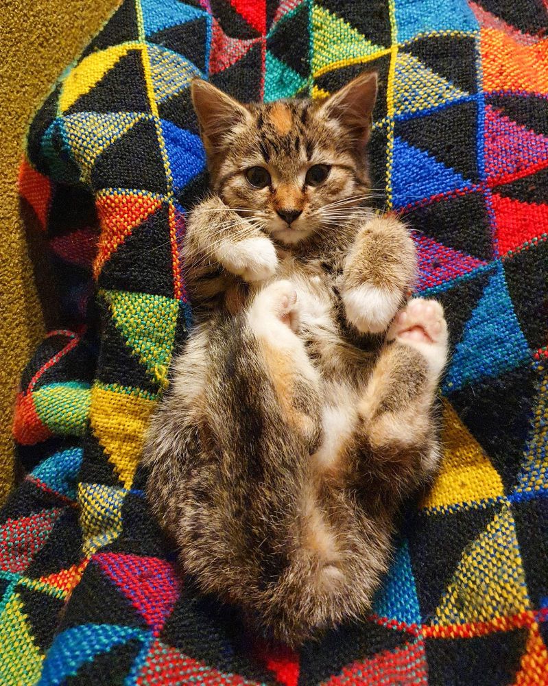 Kätzchen Mia liegt auf dem Rücken auf einer bunten Decke