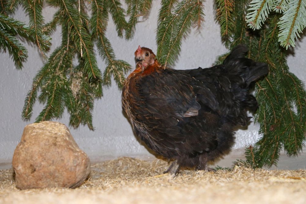 Huhn Sprotte direkt nach ihrer Rettung unter Tannenzweigen