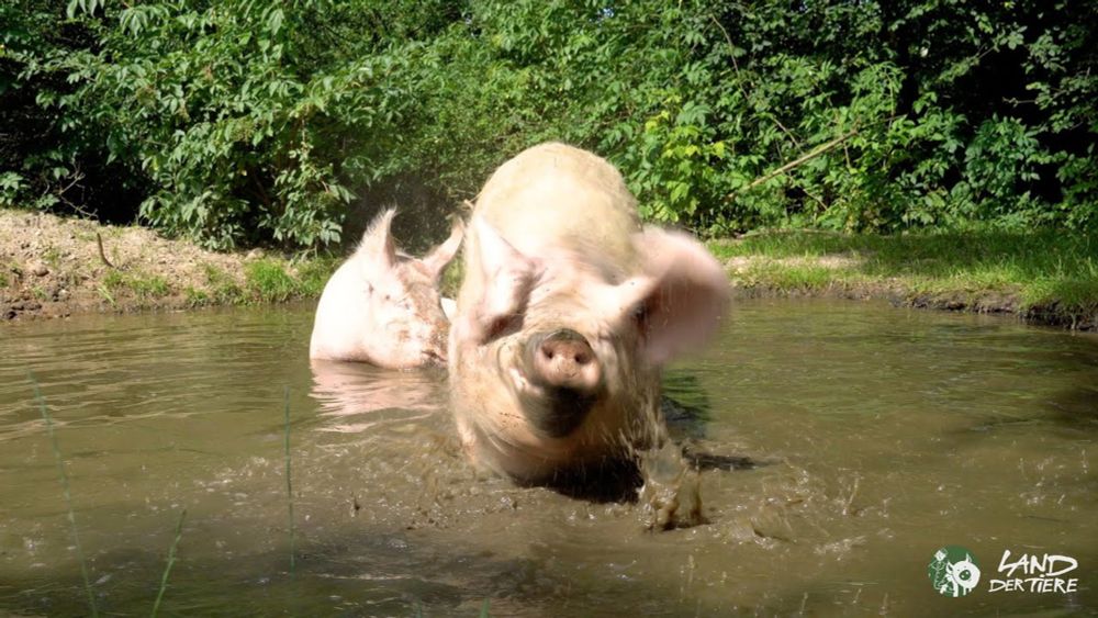 Sommerzeit ist Badezeit bei Mama Hanna und Sohn Willi 🐷