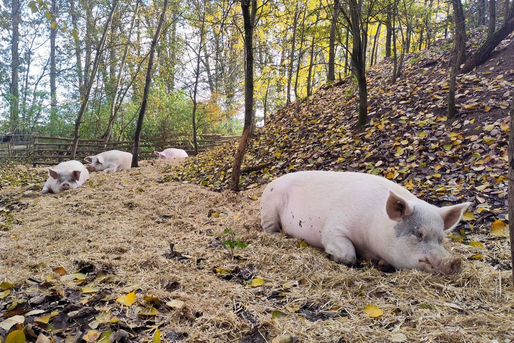 Die Schweine Felix, Helge, Knut & Lulu liegen auf deinem mit Stroh bedeckten Weg in ihrem "Schweinewald" im Land der Tiere