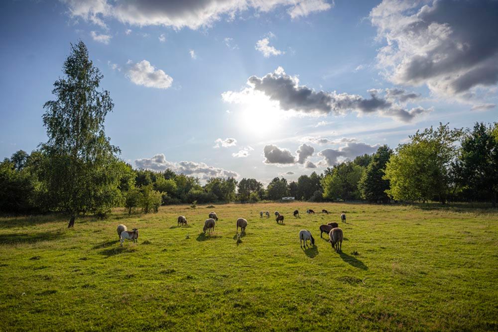 Schaf-Paradies 🐑💚 - Land der Tiere