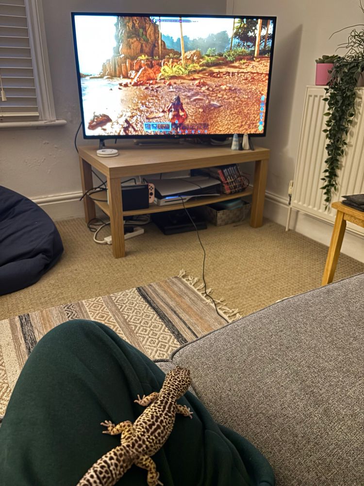 A TV screen showing ARK: Survival Ascended game play. A leg is visible, on top of it sat a leopard gecko 