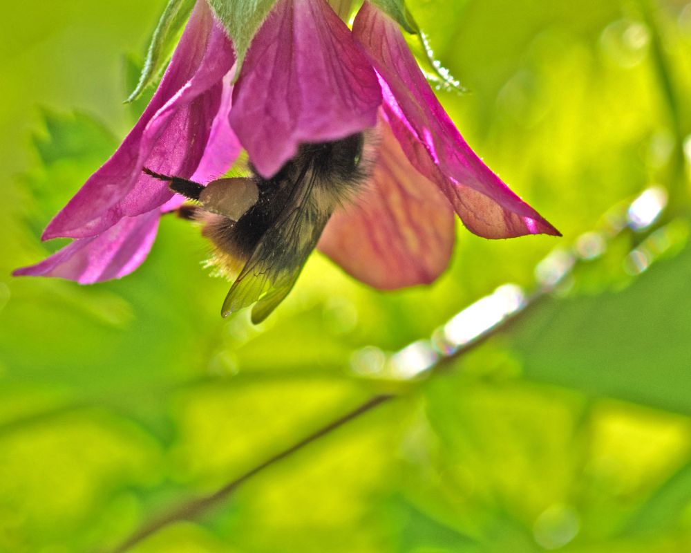 A bumblebee latches on to the underside of a pendant pink salmonberry blossom against a vibrant green background 