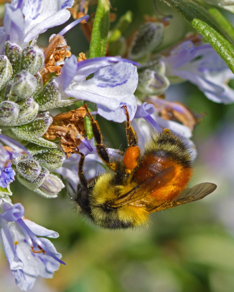 A yellow, orange and black bumblebee with a full pollen sac on its leg visits a rosemary blossom 