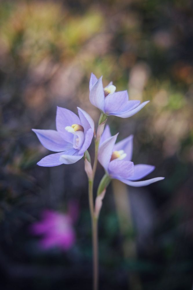 Photo of three blue sun orchid flowers 