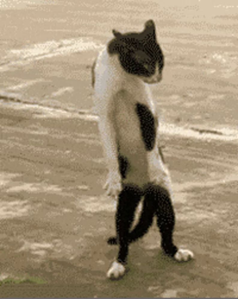 Dancing Cat Step GIF