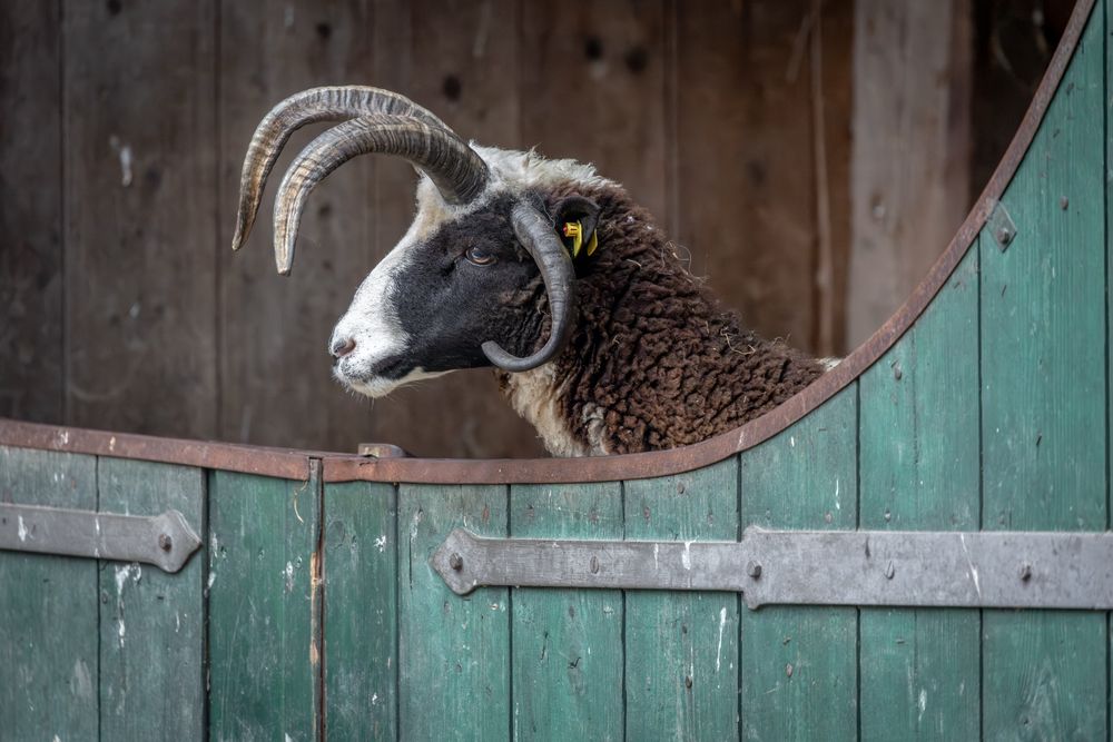 Ein braunes Schaf mit weißen Flecken steht hinter einer grünen Stalltür und schaut über diese hinaus. Es handelt sich um ein Vierhornschaf. Diese Schafart hat vier Hörner. Zwei sitzen oben auf dem Kopf und biegen sich nach vorne und nach unten, zwei sitzen an der Seite und biegen sich seitlich nach unten und dann nach innen, also in Richtung Schafskopf.
