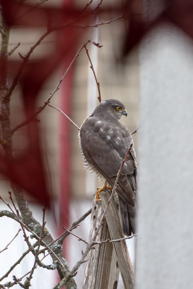 Der Blick aus dem Fenster zeigt einen Sperber, der auf einigen Stützlatten neben einem kahlen Baum sitzt und mit seinen gelben Augen zur Seite schaut.