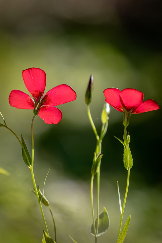 Rot blühender Lein, zwei zierlich Pflanzen nebeneinander, die im Licht der Sonne leuchten.