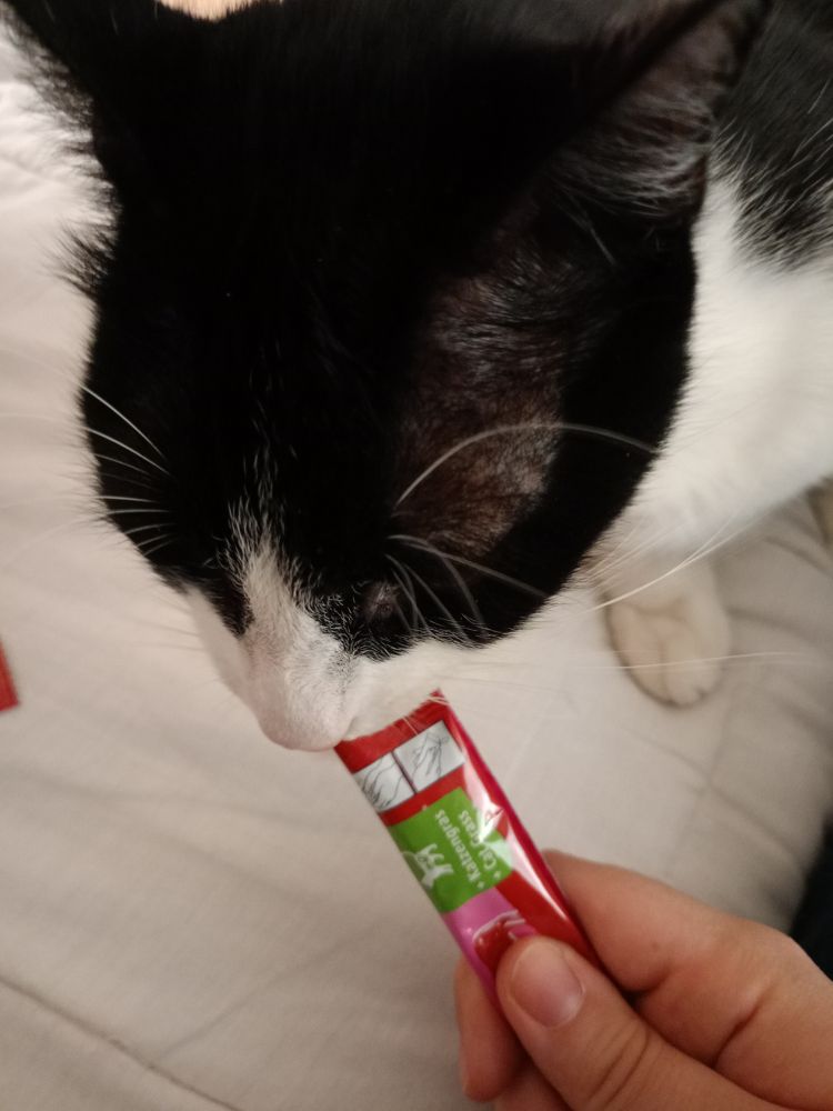 Tuxedo cat trying to enjoy a tasty liquid treat
