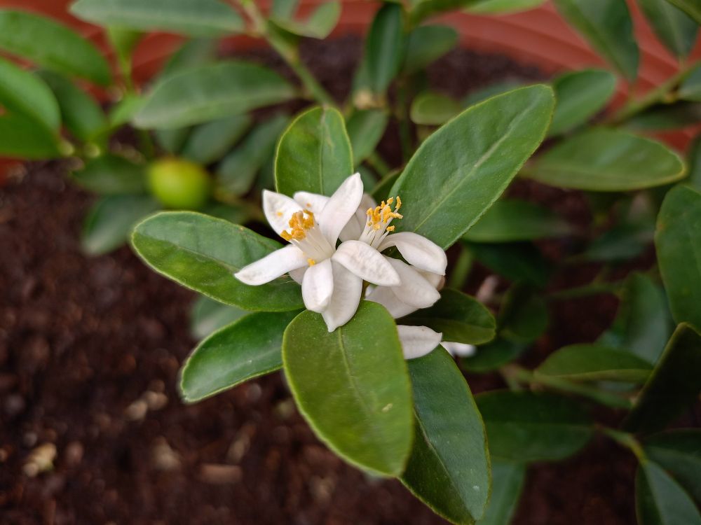 lemon tree flower