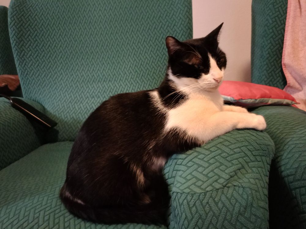 weird sitting tuxedo cat