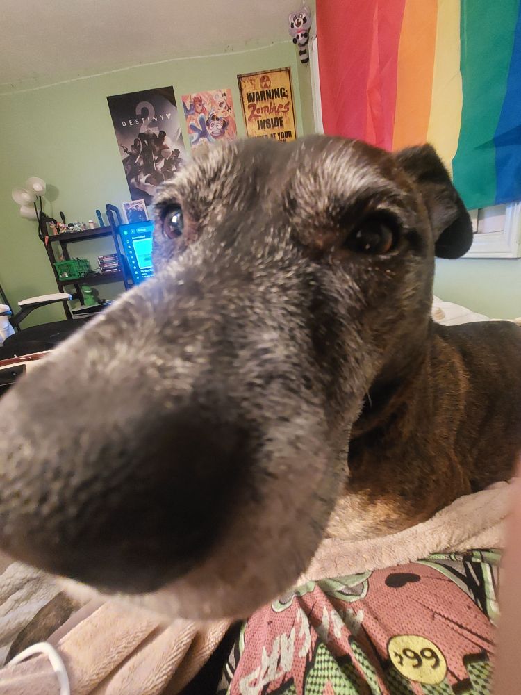 A .5 zoom photo of my dogs nose