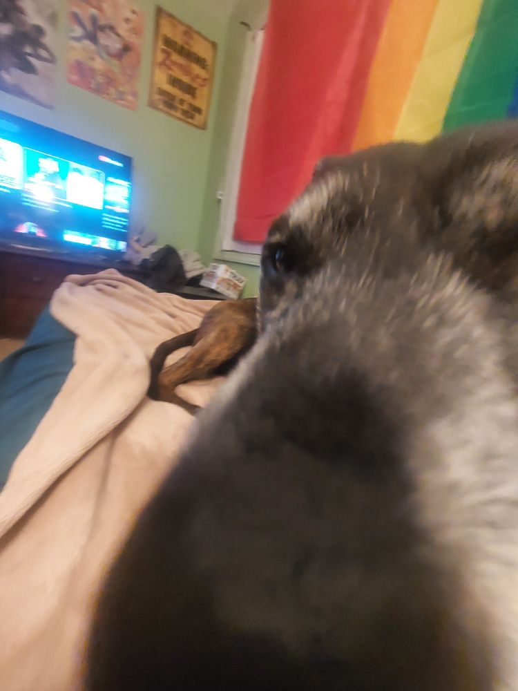 Dog but closer