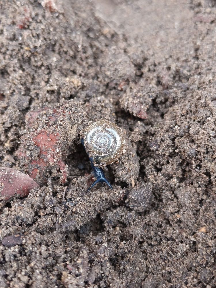 a very small snail with a delicate silvery shell. the snail's body is a soft dark blue color, contrasting pleasantly with their shell. a top-down view shows the perfect curl of the shell.