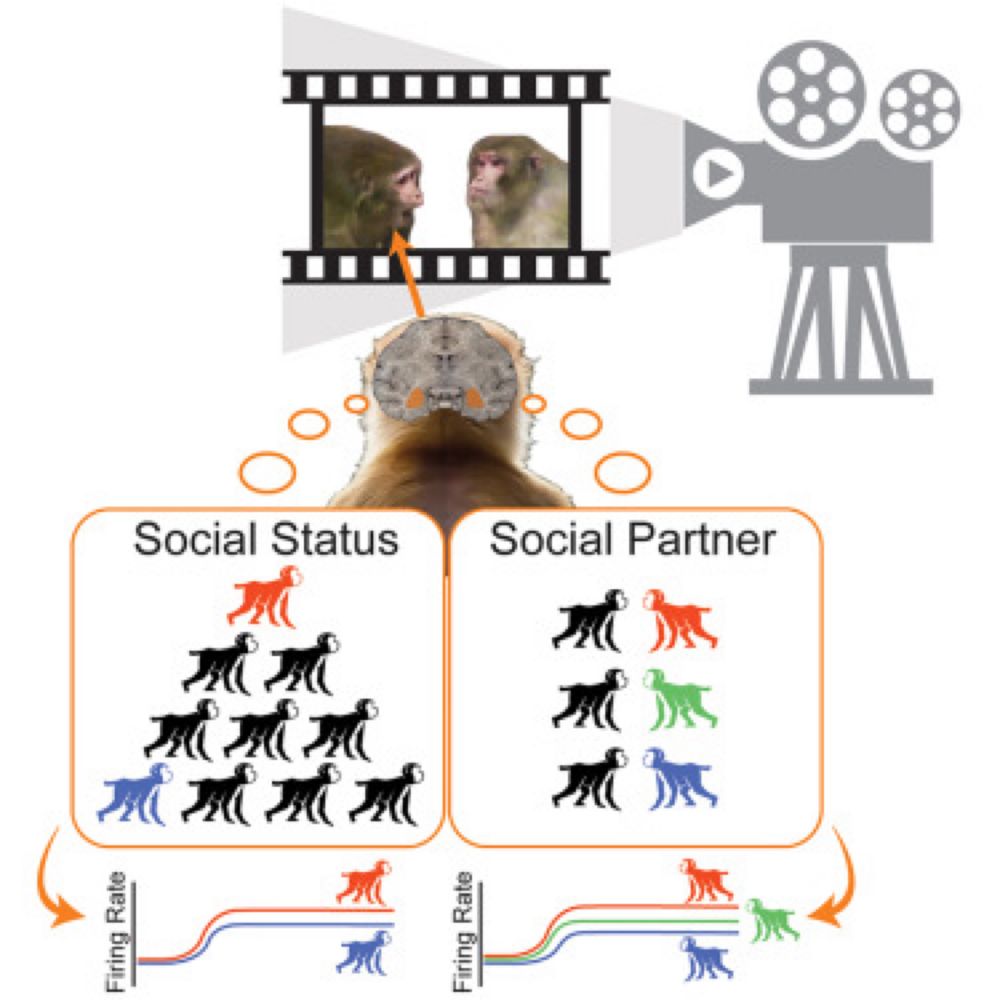 Social status as a latent variable in the amygdala of observers of social interactions