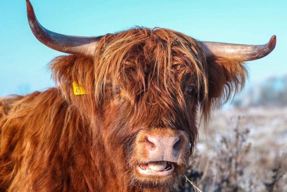 A fuzzy brown bull with one horn curved to point up, and the other curved to point forward. 