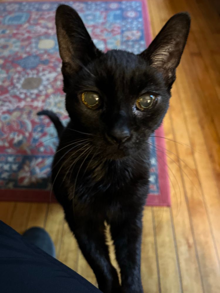 A black cat demands attention.