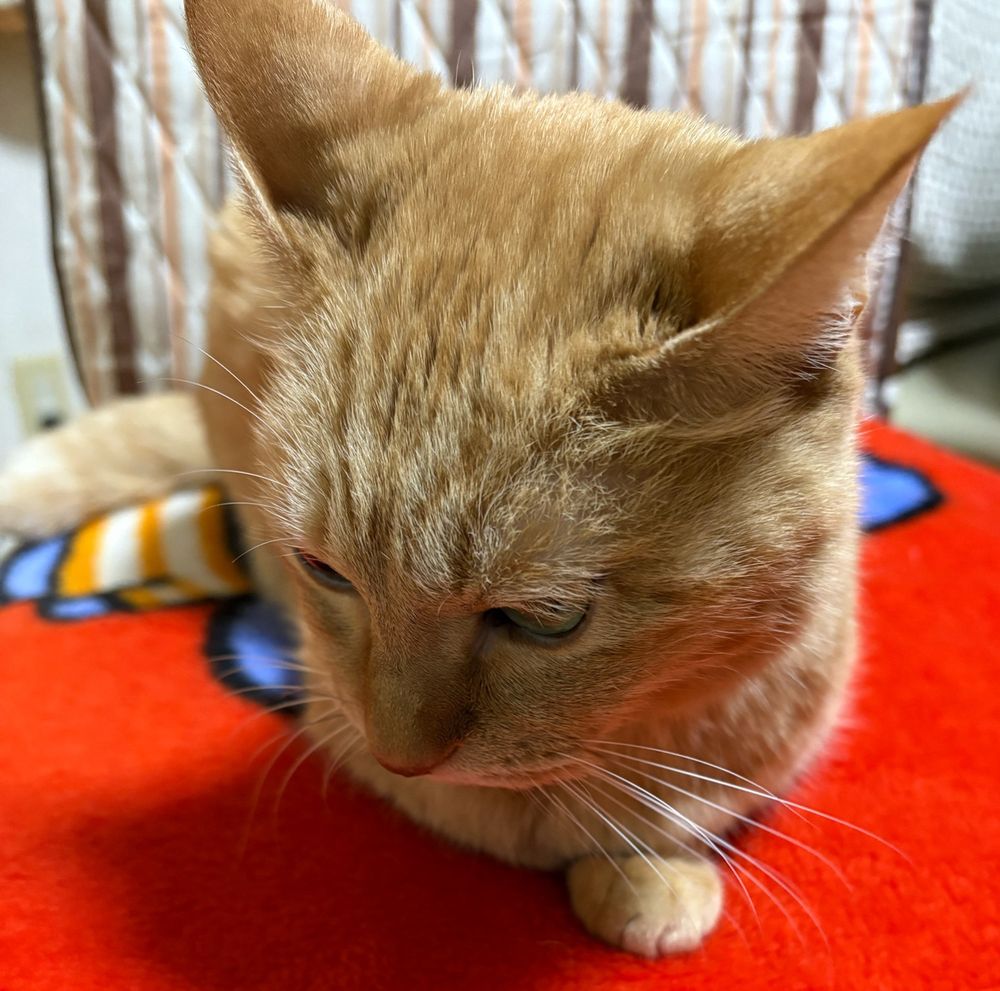 おててちょっとだけある猫ちゃんです