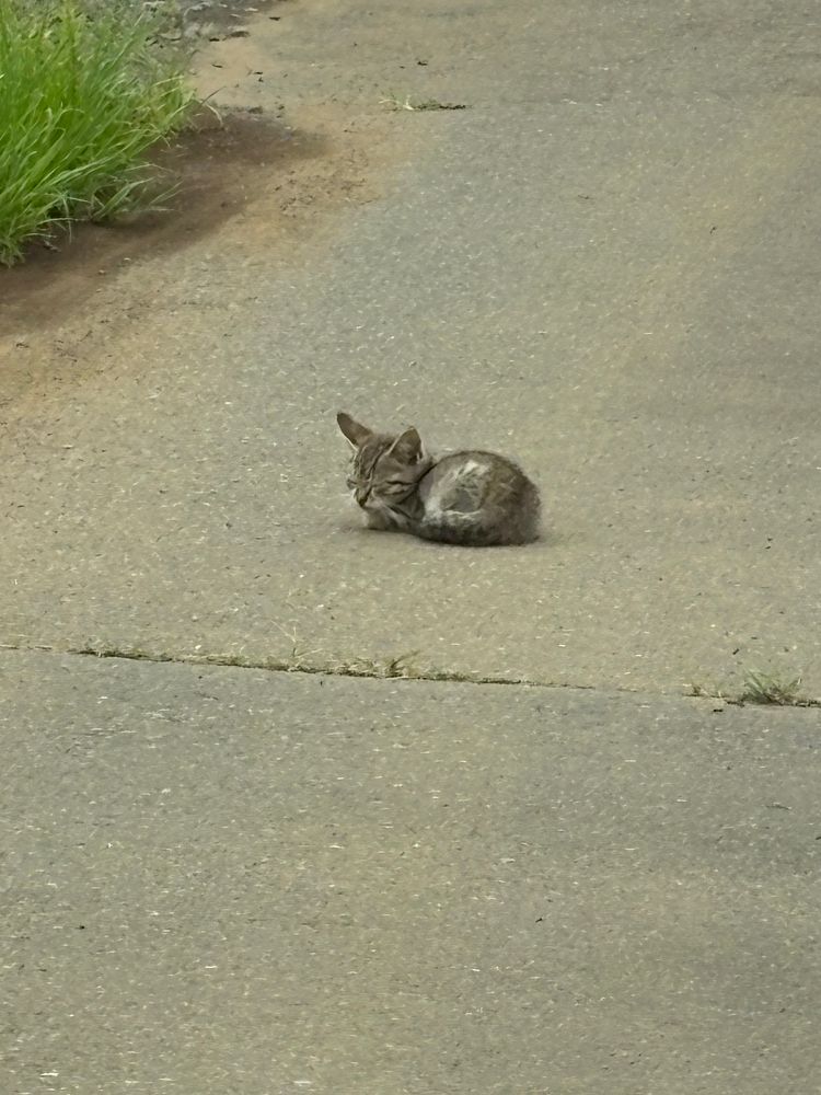 道の真ん中でくつろぐねこです