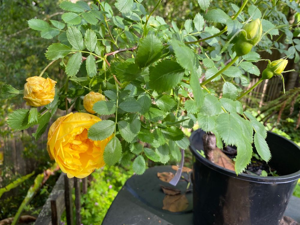 A yellow rose