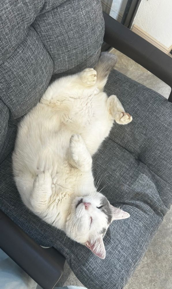 Mishi panza arriba con ojitos cerrados, patitas de T rex y leve sonrisa