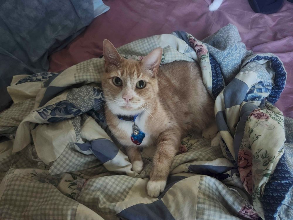 My cat Baron- an orange and white tabby- looking at me from the blankets he's wrapped in. The blanket is a blue and white quilt, against purple sheets. There is strong, dark shadows.